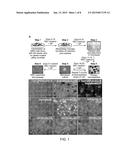 Methods of Generating Neural Stem Cells diagram and image