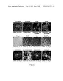 Methods of Generating Neural Stem Cells diagram and image