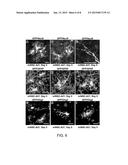 Methods of Generating Neural Stem Cells diagram and image