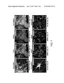 Methods of Generating Neural Stem Cells diagram and image