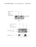 INTEGRIN INTERACTION INHIBITORS FOR THE TREATMENT OF CANCER diagram and image