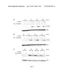 Methods of Treating and Preventing Cancer by Disrupting the Binding of     Copper in the Map Kinase Pathway diagram and image