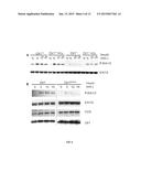 Methods of Treating and Preventing Cancer by Disrupting the Binding of     Copper in the Map Kinase Pathway diagram and image