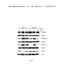 Methods of Treating and Preventing Cancer by Disrupting the Binding of     Copper in the Map Kinase Pathway diagram and image