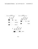 Methods of Treating and Preventing Cancer by Disrupting the Binding of     Copper in the Map Kinase Pathway diagram and image