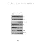 Methods of Treating and Preventing Cancer by Disrupting the Binding of     Copper in the Map Kinase Pathway diagram and image