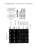 PROFILING OF SIGNAL PATHWAY PROTEINS TO DETERMINE THERAPEUTIC EFFICACY diagram and image