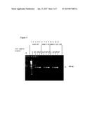 COMPOSITIONS AND METHODS FOR REVERSE TRANSCRIPTASE-POLYMERASE CHAIN     REACTION (RT-PCR) diagram and image