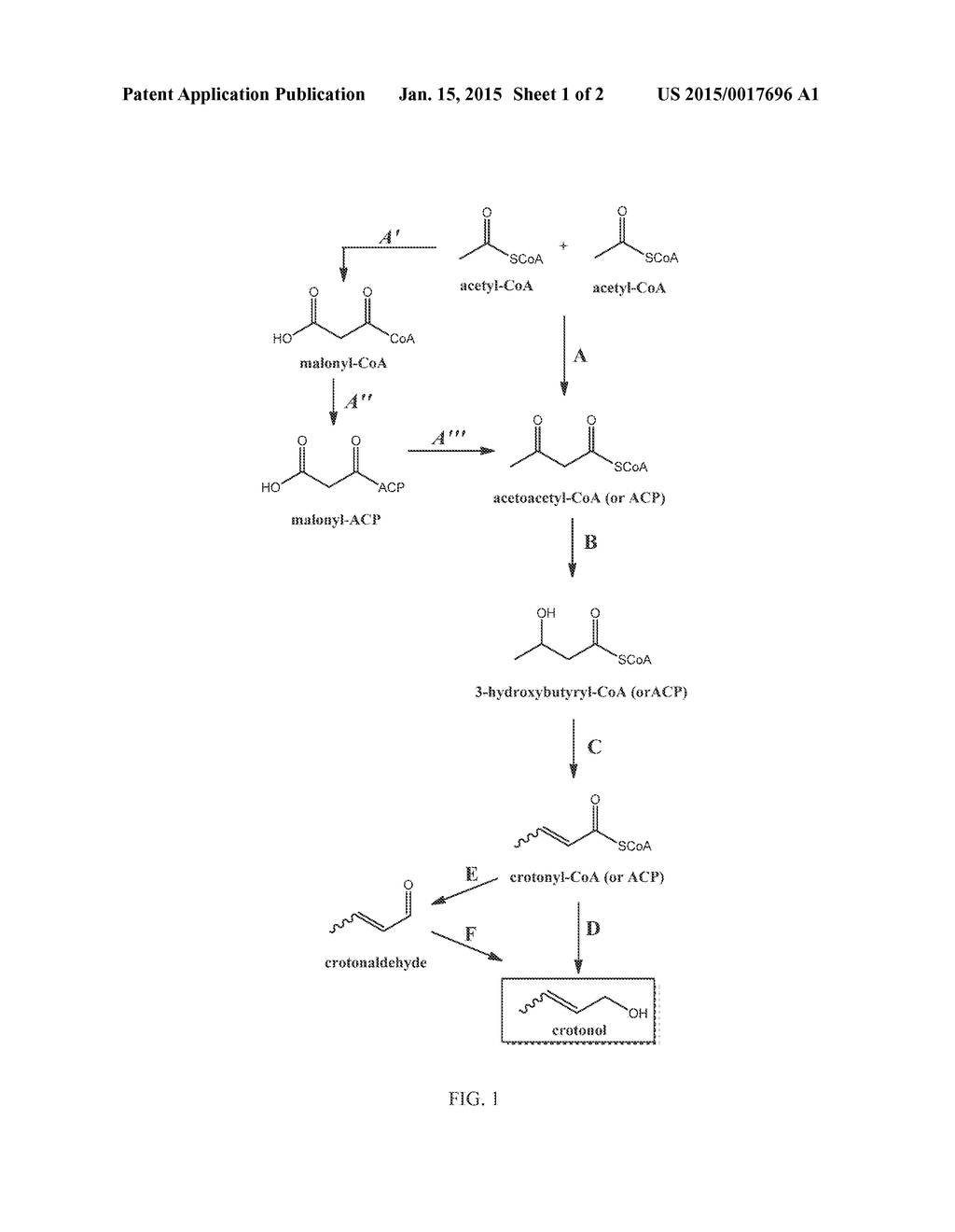 RECOMBINANT HOST CELLS AND PROCESSES FOR PRODUCING 1,3-BUTADIENE THROUGH A     CROTONOL INTERMEDIATE - diagram, schematic, and image 02