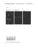 ENZYME DETECTION BY MICROFLUIDICS diagram and image