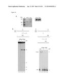 ENZYME DETECTION BY MICROFLUIDICS diagram and image