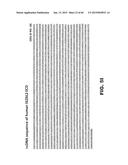 ANTI SEZ6 ANTIBODIES AND METHODS OF USE diagram and image