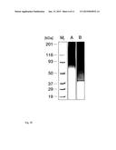 ANTIBODY diagram and image