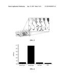 REPEBODY AGAINST IMMUNOGLOBULIN G AND USES THEREOF diagram and image