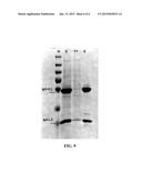 REPEBODY AGAINST IMMUNOGLOBULIN G AND USES THEREOF diagram and image