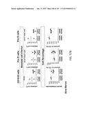 NON-HUMAN ANIMALS WITH MODIFIED IMMUNOGLOBULIN HEAVY CHAIN SEQUENCES diagram and image