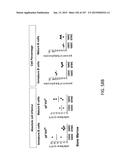 NON-HUMAN ANIMALS WITH MODIFIED IMMUNOGLOBULIN HEAVY CHAIN SEQUENCES diagram and image