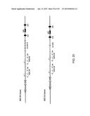 NON-HUMAN ANIMALS WITH MODIFIED IMMUNOGLOBULIN HEAVY CHAIN SEQUENCES diagram and image