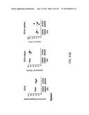 NON-HUMAN ANIMALS WITH MODIFIED IMMUNOGLOBULIN HEAVY CHAIN SEQUENCES diagram and image