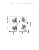 NON-HUMAN ANIMALS WITH MODIFIED IMMUNOGLOBULIN HEAVY CHAIN SEQUENCES diagram and image