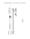 NON-HUMAN ANIMALS WITH MODIFIED IMMUNOGLOBULIN HEAVY CHAIN SEQUENCES diagram and image