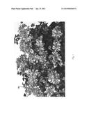 Pelargonium Plant Named  Pacrubymex  diagram and image