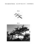 METHOD FOR FORMING ORNAMENTAL TREE BY PRUNING AND INDUCING GROWTH OF     BRANCHES diagram and image