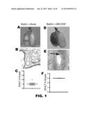 INDUCTION OF TOLERANCE IN LUNG ALLOGRAFT TRANSPLANTATION diagram and image