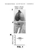 INDUCTION OF TOLERANCE IN LUNG ALLOGRAFT TRANSPLANTATION diagram and image