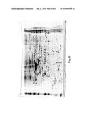 METHODS FOR TREATMENT OF ONCOLOGICAL DISORDERS USING AN EPIMETABOLIC     SHIFTER (COENZYME Q10) diagram and image