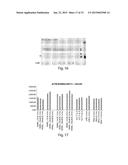 METHODS FOR TREATMENT OF ONCOLOGICAL DISORDERS USING AN EPIMETABOLIC     SHIFTER (COENZYME Q10) diagram and image