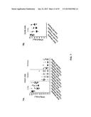 COMBINATION THERAPIES USING ANTI-PSEUDOMONAS PSL AND PCRV BINDING     MOLECULES diagram and image