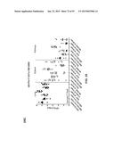 COMBINATION THERAPIES USING ANTI-PSEUDOMONAS PSL AND PCRV BINDING     MOLECULES diagram and image