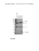 POTENT AND SELECTIVE INHIBITORS OF NAV1.7 diagram and image