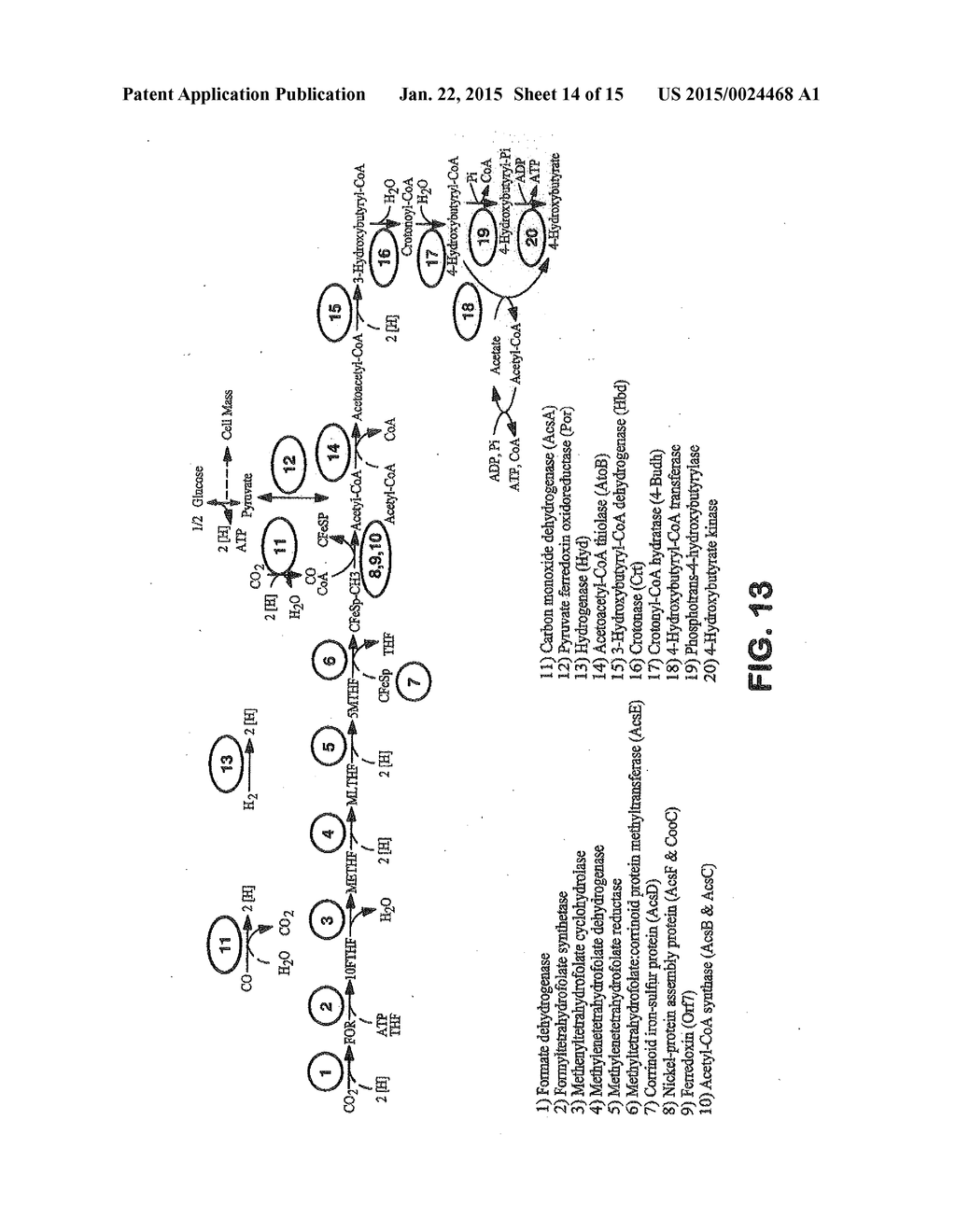 METHODS AND ORGANISMS FOR UTILIZING SYNTHESIS GAS OR OTHER GASEOUS CARBON     SOURCES AND METHANOL - diagram, schematic, and image 15