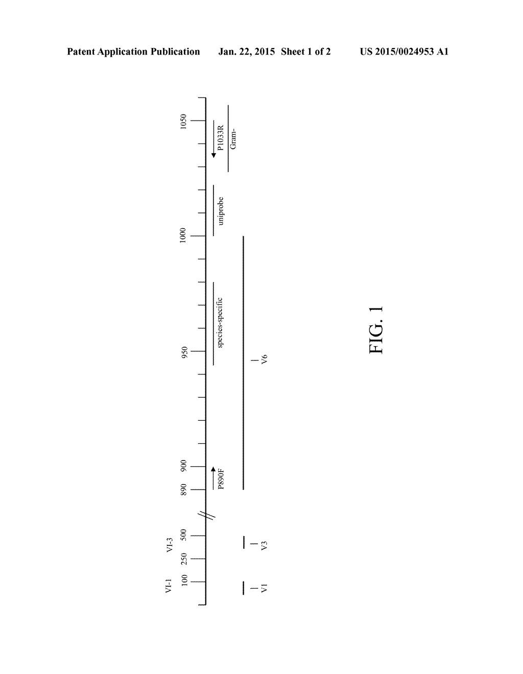 METHODS FOR IDENTIFYING EUBACTERIA - diagram, schematic, and image 02