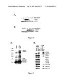 Methods of Identifying Modulators of Dephosphorylation of Histone     Deacetylase diagram and image