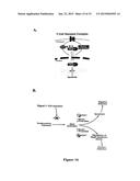 Methods of Identifying Modulators of Dephosphorylation of Histone     Deacetylase diagram and image