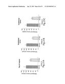 METHODS AND COMPOSITIONS FOR IDENTIFICATION, ASSESSMENT AND TREATMENT OF     CANCERS ASSOCIATED WITH HEDGEHOG SIGNALING diagram and image