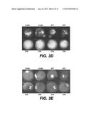 METHODS FOR ENHANCING, IMPROVING, OR INCREASING FERTILITY OR REPRODUCTIVE     FUNCTION diagram and image