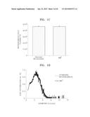 APPARATUS AND METHOD FOR COMBINED PHOTOACOUSTIC AND ULTRASOUND DIAGNOSIS diagram and image