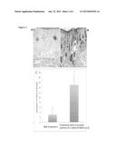 Methods for Modulating Hair Growth Using Truncated Laminin-511 diagram and image