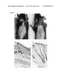 Methods for Modulating Hair Growth Using Truncated Laminin-511 diagram and image