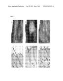 Methods for Modulating Hair Growth Using Truncated Laminin-511 diagram and image