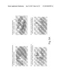 NEAR-INFRARED ENHANCEMENT OF CIRCADIAN AND ULTRADIAN SPATIOTEMPORAL     CELLULAR COORDINATION diagram and image