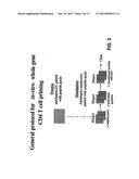 COMPOSITIONS AND METHODS FOR THE DETECTION DIAGNOSIS AND THERAPY OF     HEMATOLOGICAL MALIGNANCIES diagram and image