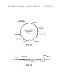 Lysosomal  Storage Disease Enzyme diagram and image