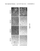 COMPOSITIONS OF PENETRATION-ENHANCED TARGETING PROTEINS AND METHODS OF USE diagram and image
