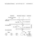 METHOD OF IDENTIFYING VDJ RECOMBINATION PRODUCTS diagram and image