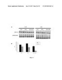 MARKERS FOR DIAGNOSING AMYOTROPHIC LATERAL SCLEROSIS diagram and image